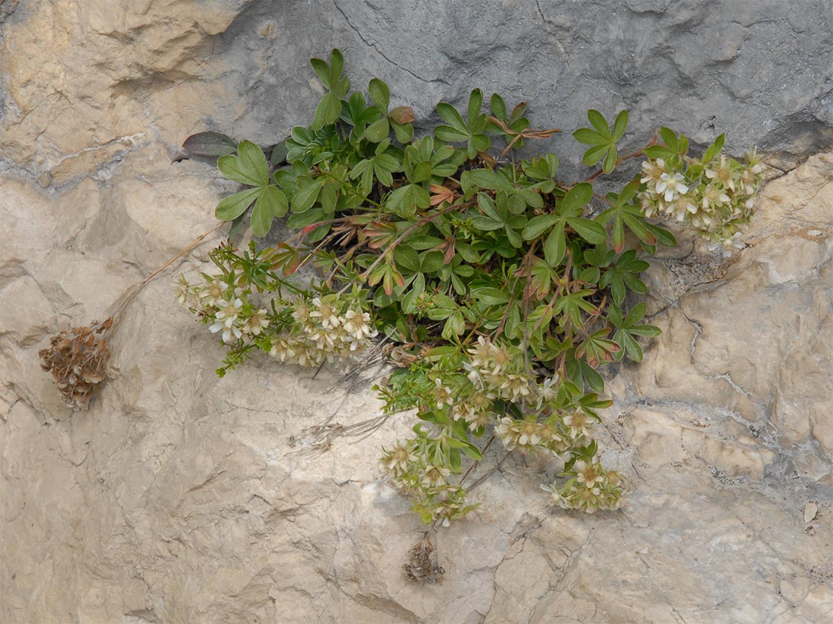 Potentilla caulescens